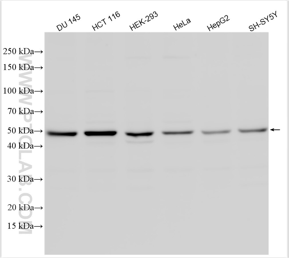 WB analysis using 16128-1-AP