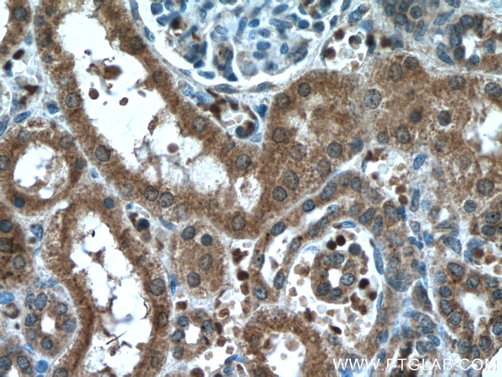 Immunohistochemistry (IHC) staining of human kidney tissue using NXN Monoclonal antibody (66603-1-Ig)