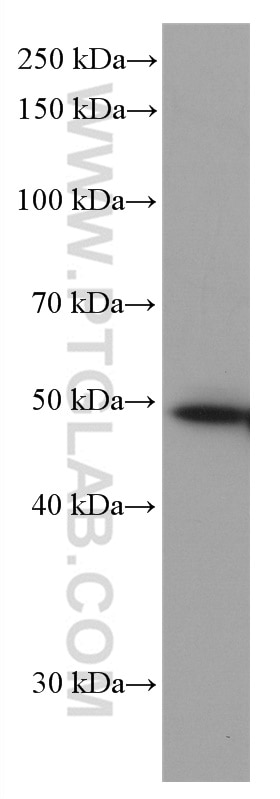 Western Blot (WB) analysis of HeLa cells using NXN Monoclonal antibody (66603-1-Ig)