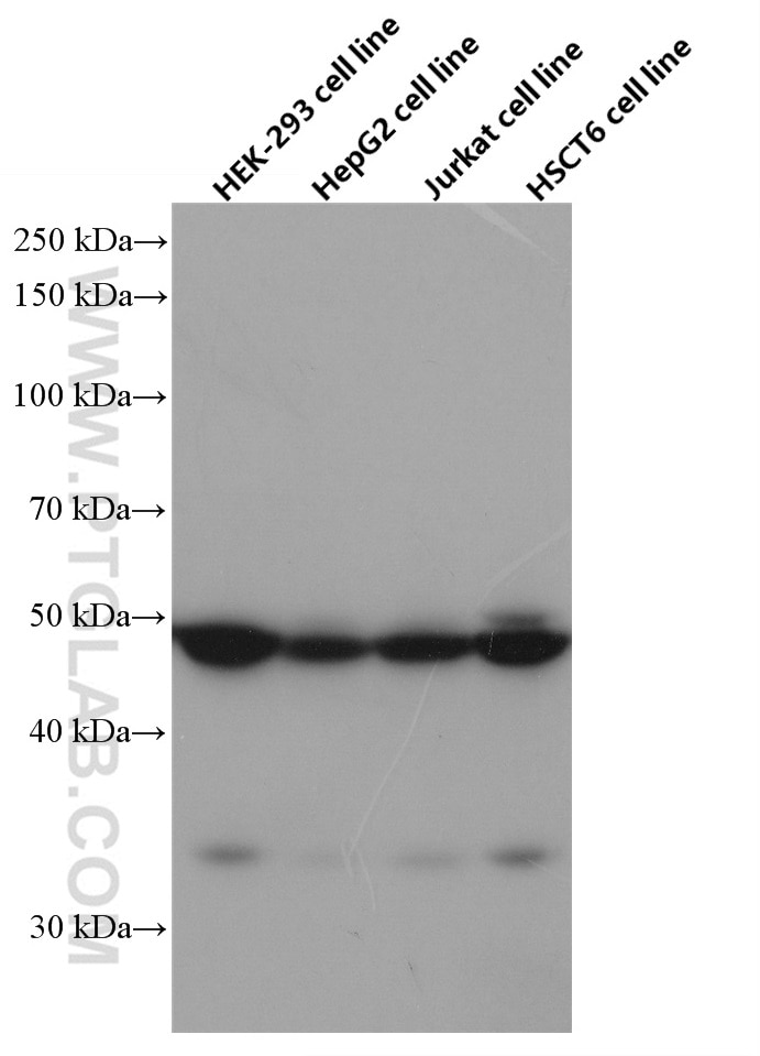 Western Blot (WB) analysis of HEK-293 cells using NXN Monoclonal antibody (66603-1-Ig)