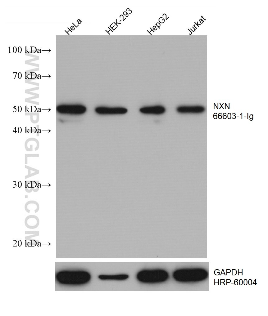 Western Blot (WB) analysis of various lysates using NXN Monoclonal antibody (66603-1-Ig)