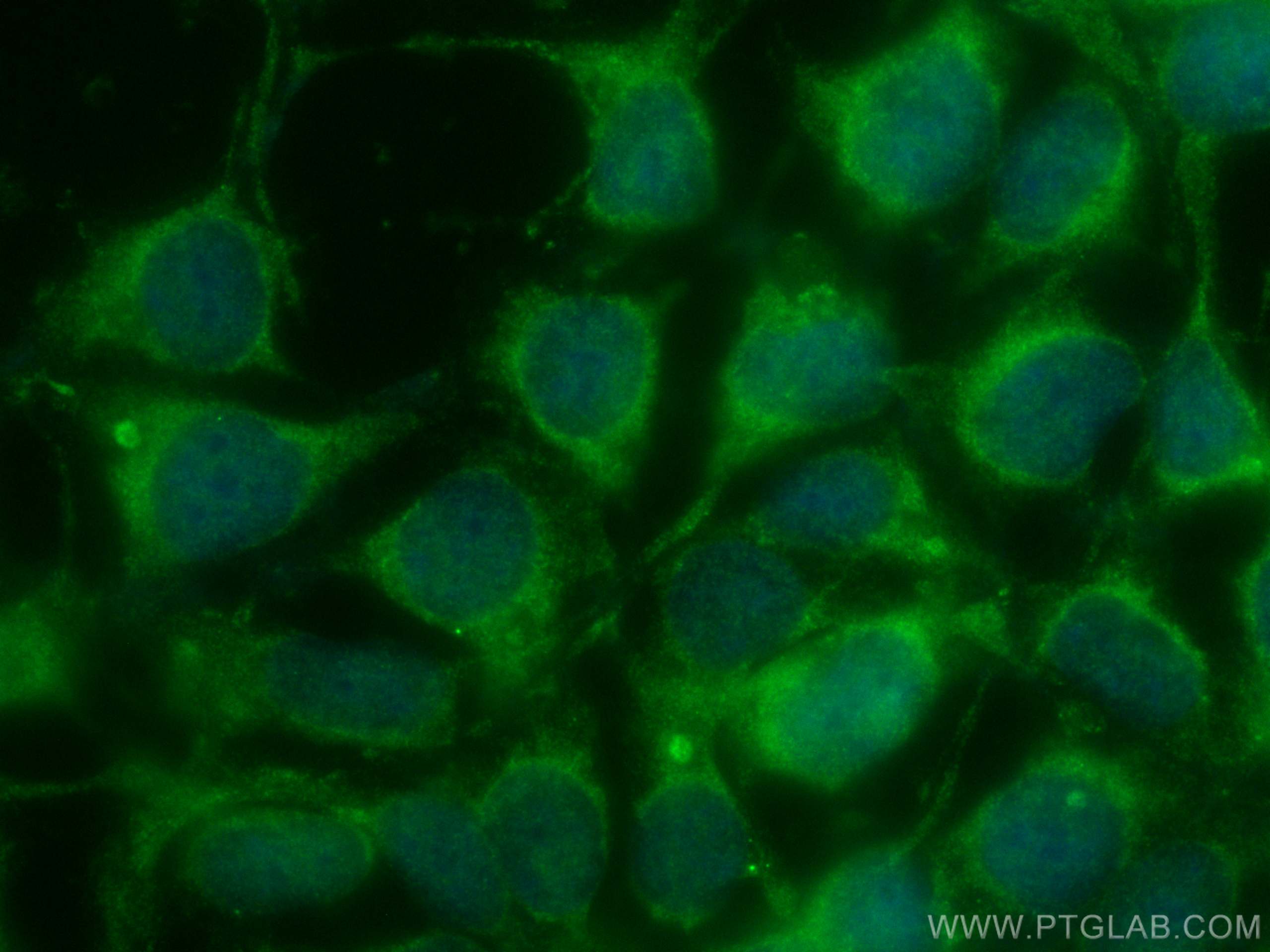 Immunofluorescence (IF) / fluorescent staining of HEK-293 cells using CoraLite® Plus 488-conjugated NXN Monoclonal antib (CL488-66603)