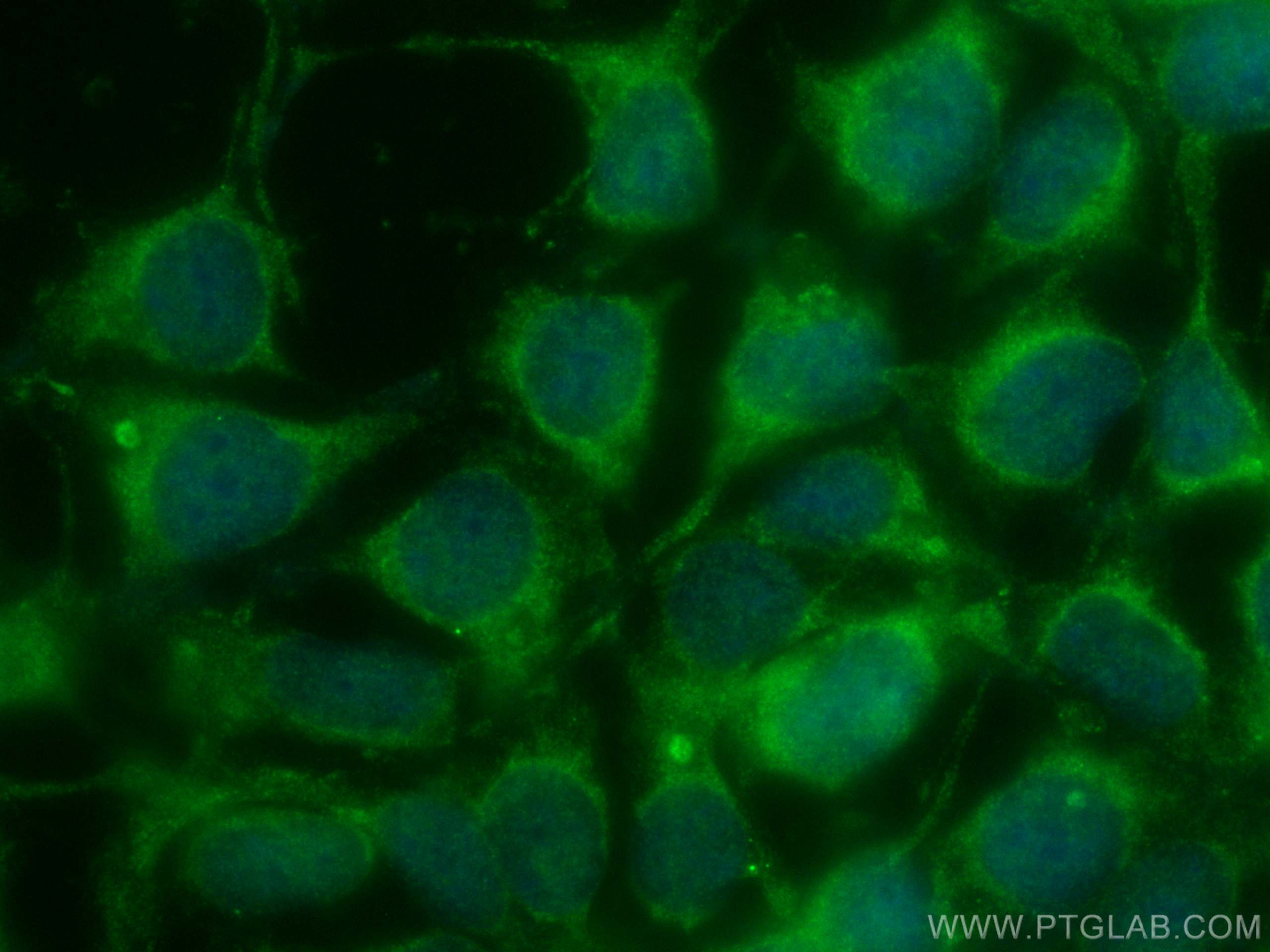 IF Staining of HEK-293 using CL488-66603