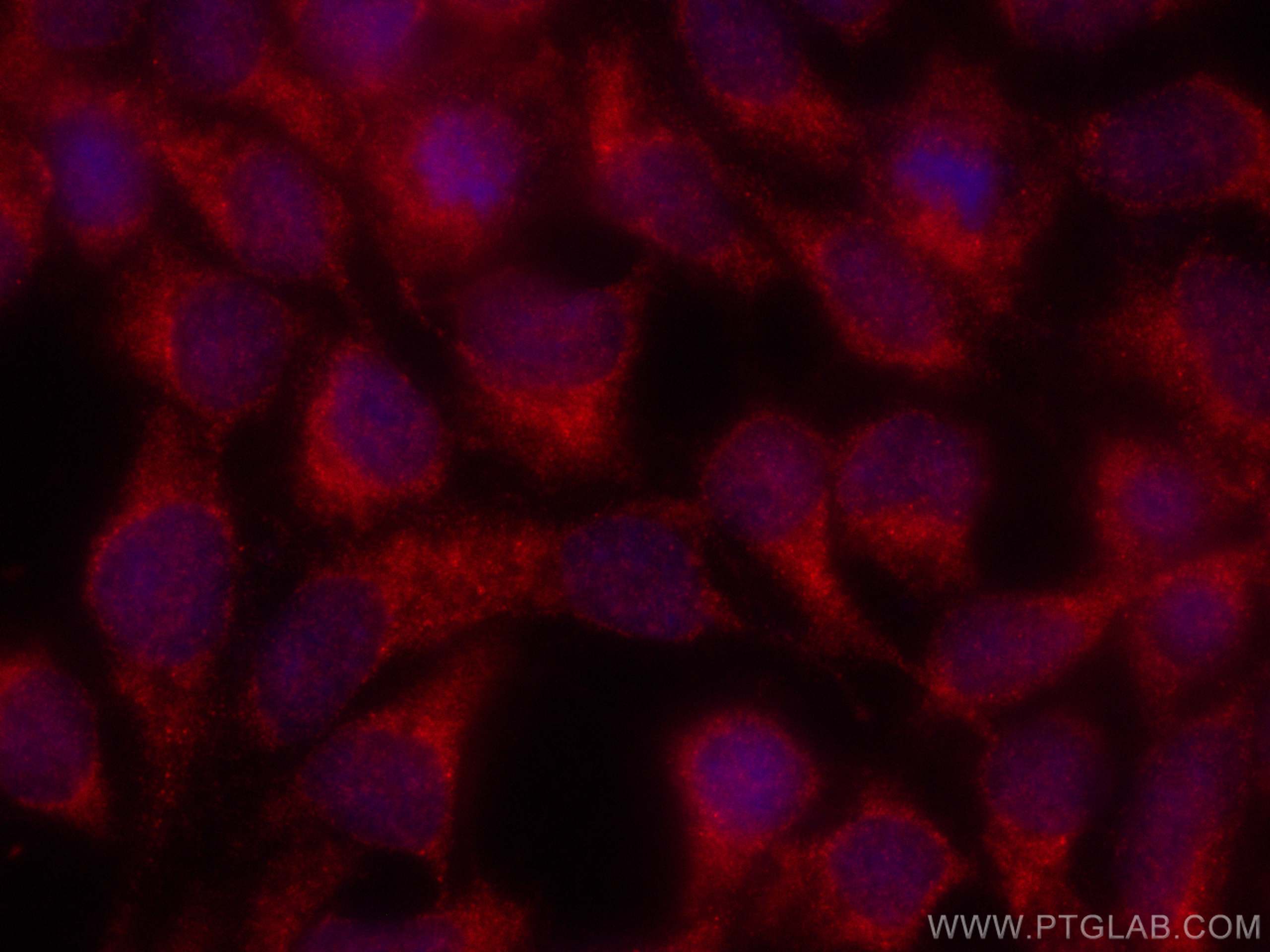 Immunofluorescence (IF) / fluorescent staining of HEK-293 cells using CoraLite®594-conjugated NXN Monoclonal antibody (CL594-66603)