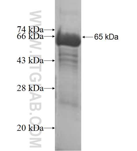 NXN fusion protein Ag9113 SDS-PAGE