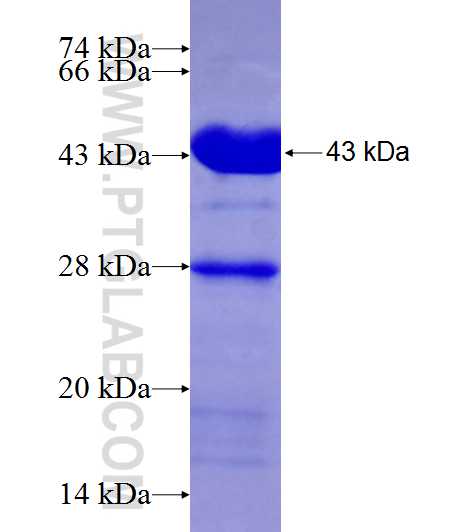 NXN fusion protein Ag9248 SDS-PAGE