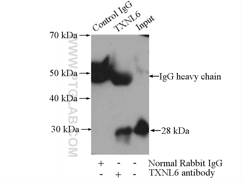 Immunoprecipitation (IP) experiment of mouse brain tissue using TXNL6 Polyclonal antibody (11203-1-AP)