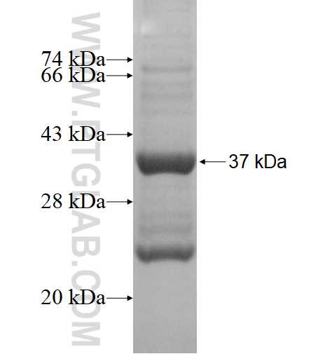 TXNL6 fusion protein Ag1691 SDS-PAGE