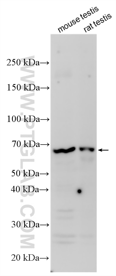 Western Blot (WB) analysis of various lysates using NXPE4 Polyclonal antibody (32297-1-AP)