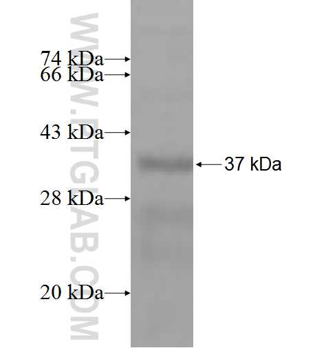 NXPH1 fusion protein Ag4814 SDS-PAGE