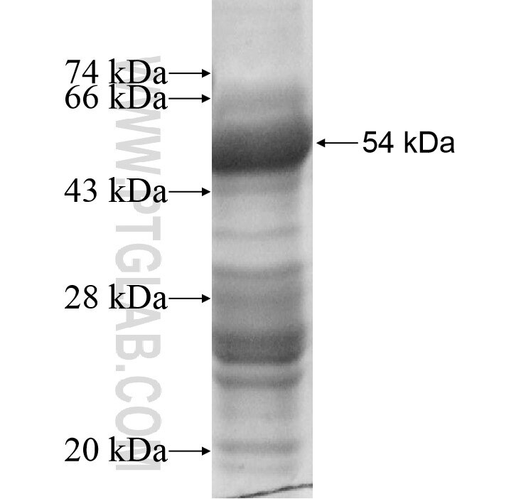 NXPH3 fusion protein Ag13572 SDS-PAGE