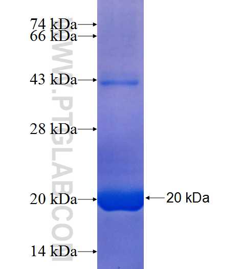NXPH4 fusion protein Ag25301 SDS-PAGE