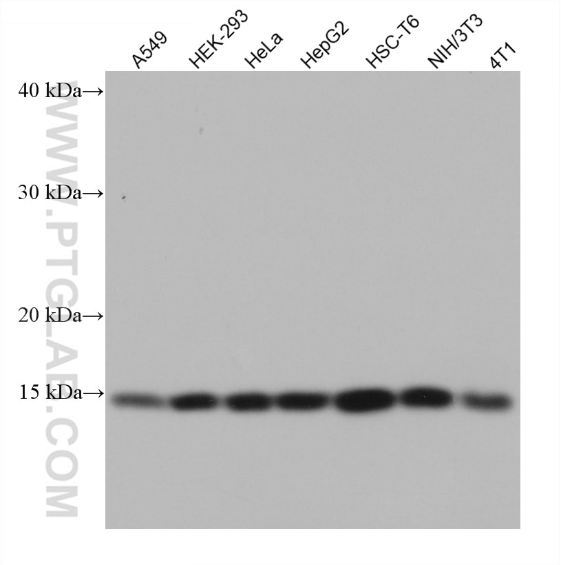 Western Blot (WB) analysis of various lysates using NXT1 Monoclonal antibody (67680-1-Ig)