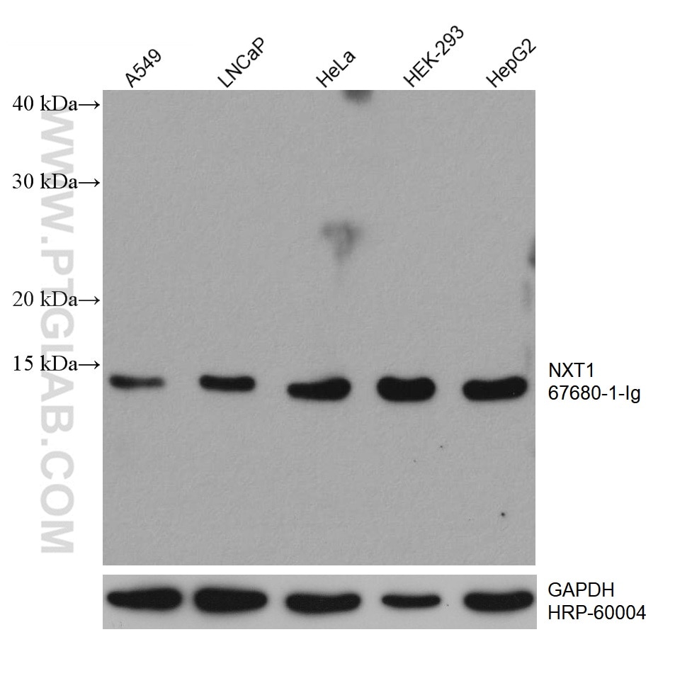 Western Blot (WB) analysis of various lysates using NXT1 Monoclonal antibody (67680-1-Ig)