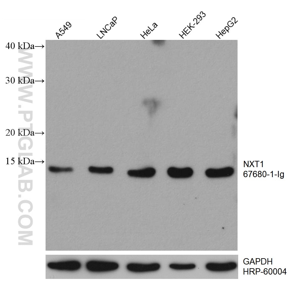 Western Blot (WB) analysis of various lysates using NXT1 Monoclonal antibody (67680-1-Ig)
