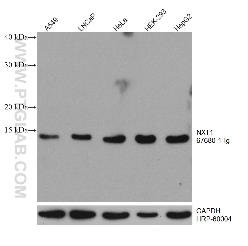 WB analysis using 67680-1-Ig