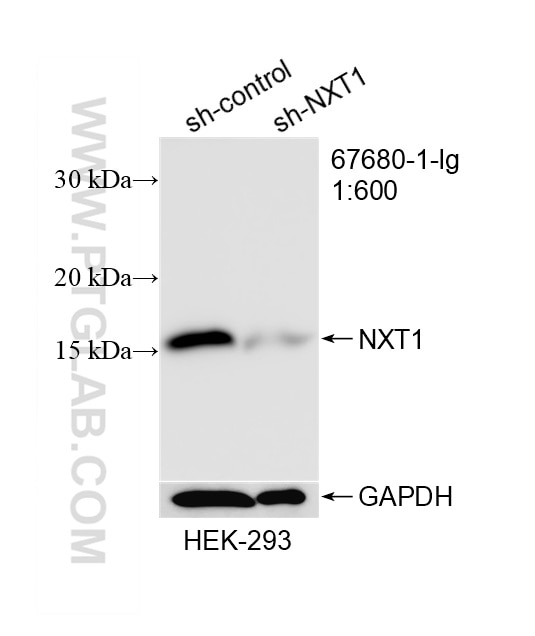 Western Blot (WB) analysis of HEK-293 cells using NXT1 Monoclonal antibody (67680-1-Ig)