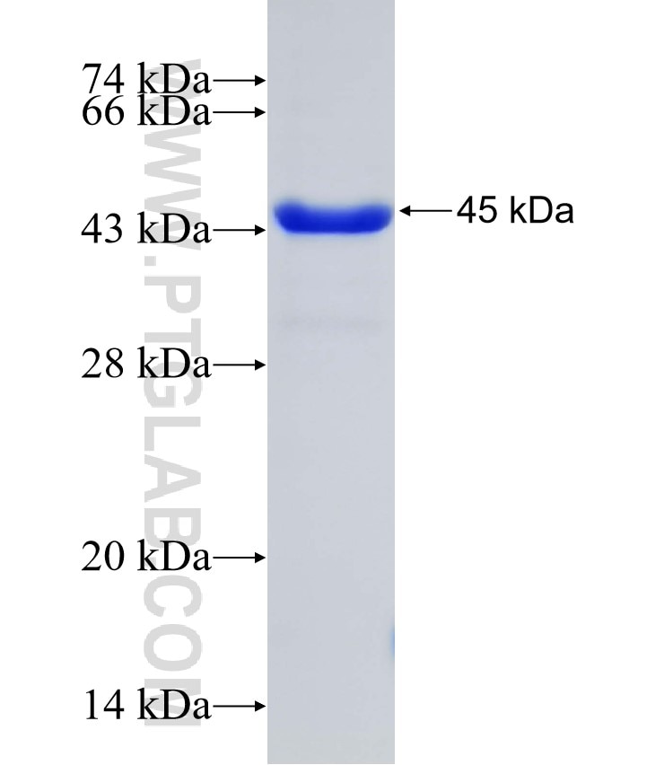 NXT2 fusion protein Ag2782 SDS-PAGE