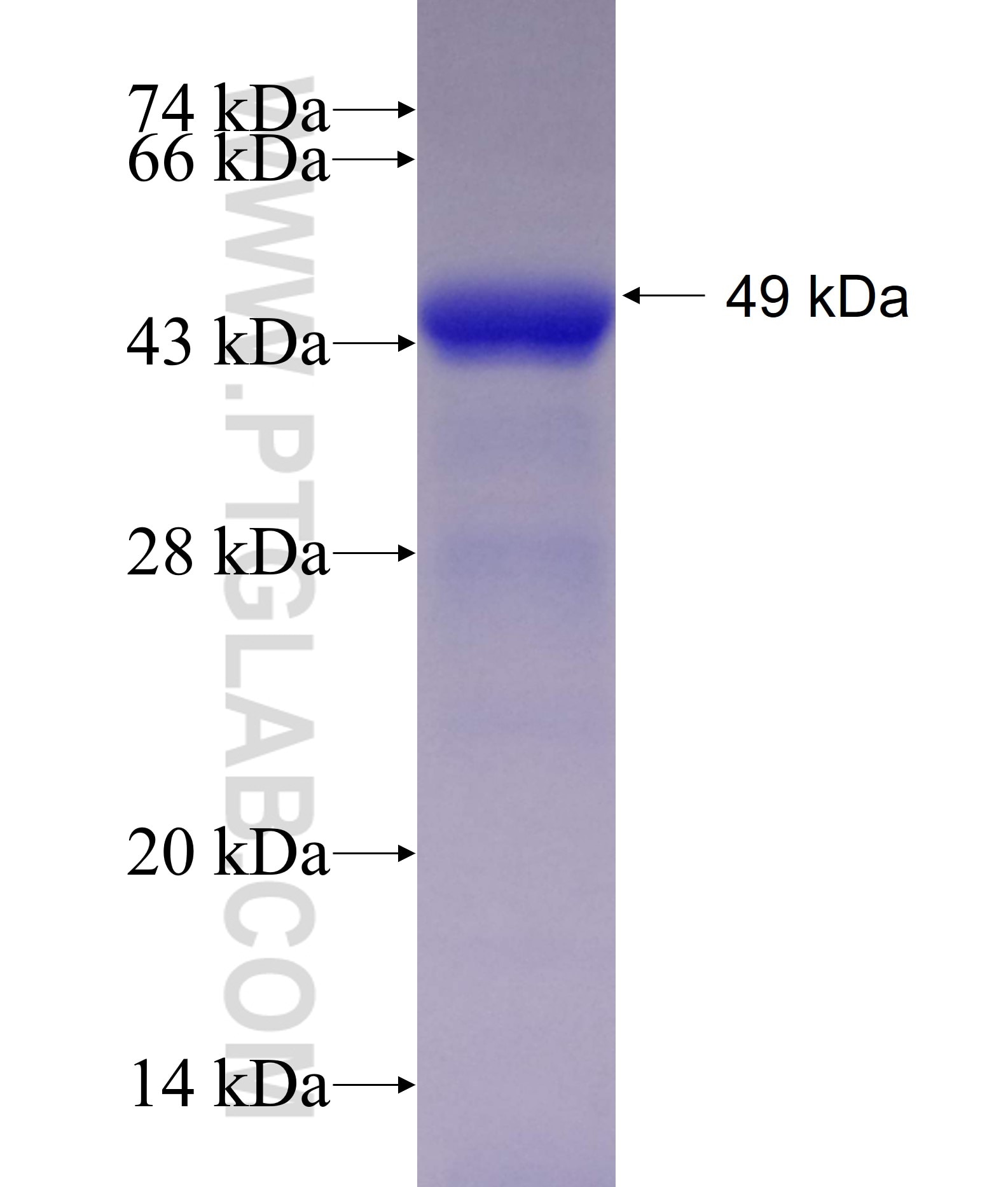 NYX fusion protein Ag23195 SDS-PAGE