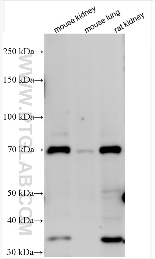 Western Blot (WB) analysis of mouse kidney tissue using NaPi-IIa Polyclonal antibody (26783-1-AP)