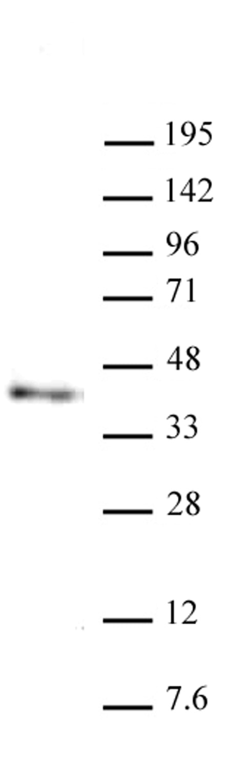 Nanog antibody (mAb) (Clone 2E6E1) tested by Western blot. Nanog antibody detection by Western blot. The analysis was performed using 30 ug of mouse ES nuclear extract and Nanog antibody at a 2 ug/ml dilution.