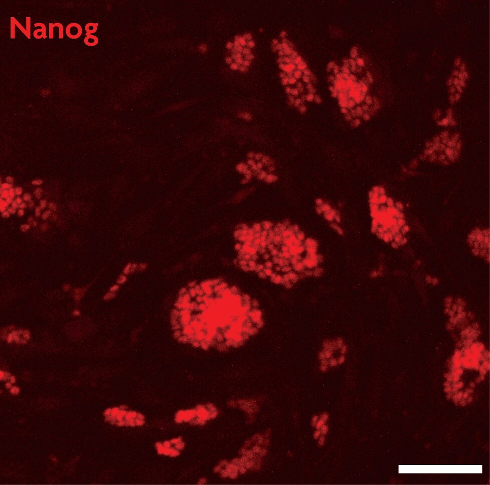 Nanog antibody (pAb) tested by Immunofluorescence Mouse embryonic stem cells (mESCs) grown on mouse embryonic fibroblast feeder cells (MEFs) were fixed with 4% paraformaldehyde for 10 minutes at room temperature. Cells were then permeabilized and blocked by incubating with Blocking Solution containing 5% serum/0.1% Triton X-100 in D-PBS for 2 hours at room temperature. Cells were then incubated with Nanog antibody (Catalog No. 61419, red) at 1:200 dilution overnight at 4°C, washed with D-PBS, and incubated for 2 hours at room temperature with goat anti-mouse Cy3 secondary antibody at 1:250 dilution. Cells were visualized using a Zeiss fluorescent microscope at 20X magnification. Images show that Nanog antibody specifically stains mESC colonies and does not stain MEFs. Absence of Nanog staining in a subset of cells within the colonies suggests differentiation. Scale bars, 100 μm.