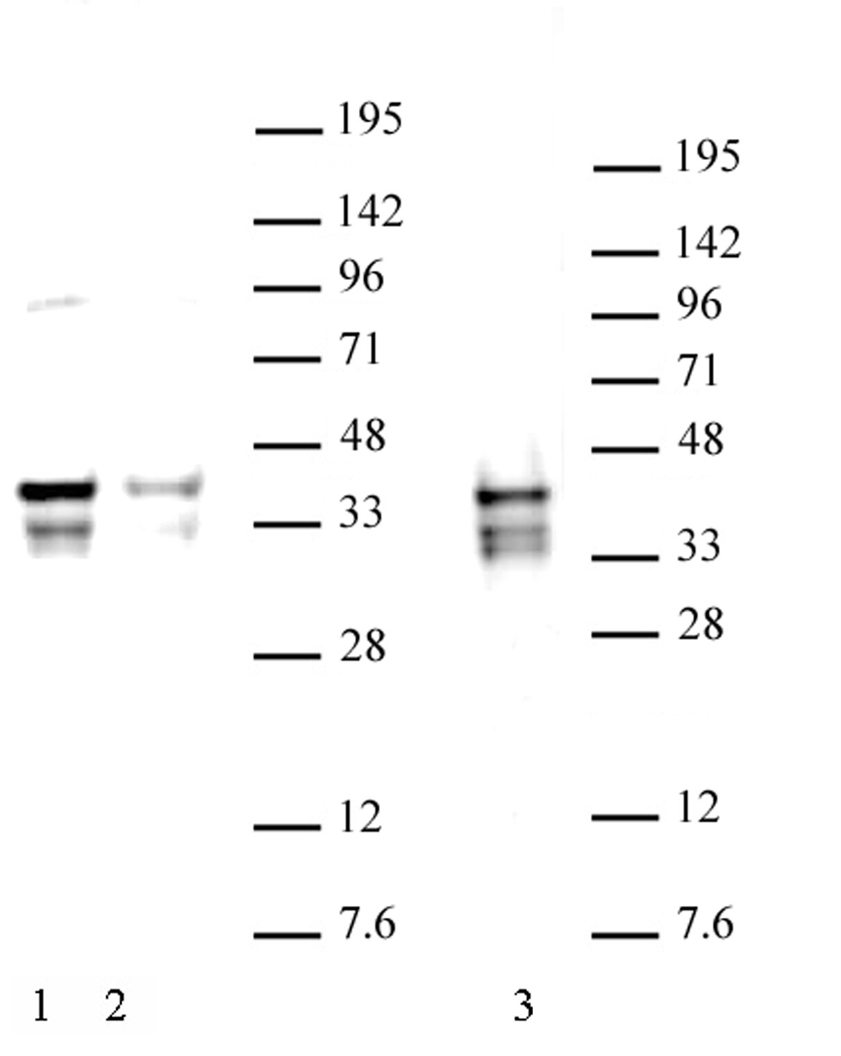 Nanog (pAb) tested by Western blot. 20 ug of mouse Embryonic Stem Cell (ESC) extract was run on SDS-PAGE and probed with antibody at 2 ug/ml.