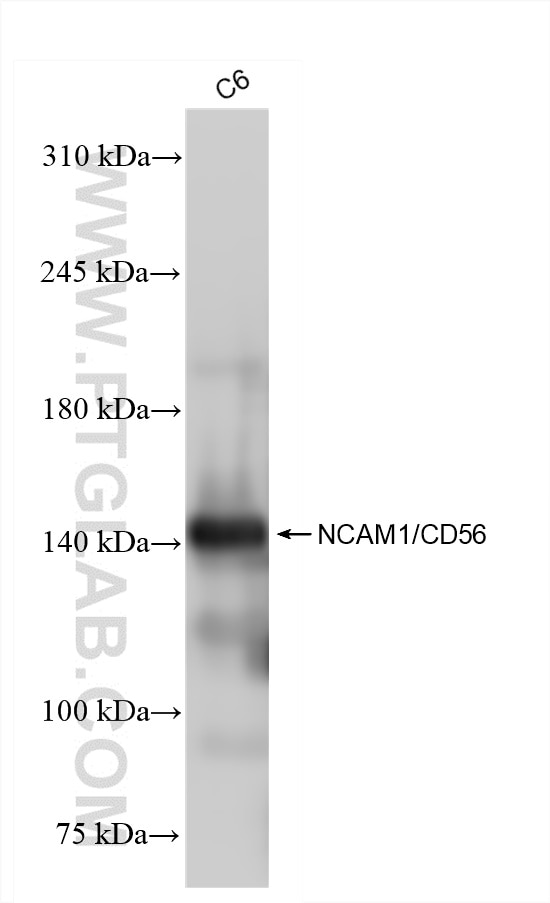 Western Blot (WB) analysis of C6 cells using NCAM1/CD56 Recombinant antibody (83883-2-RR)