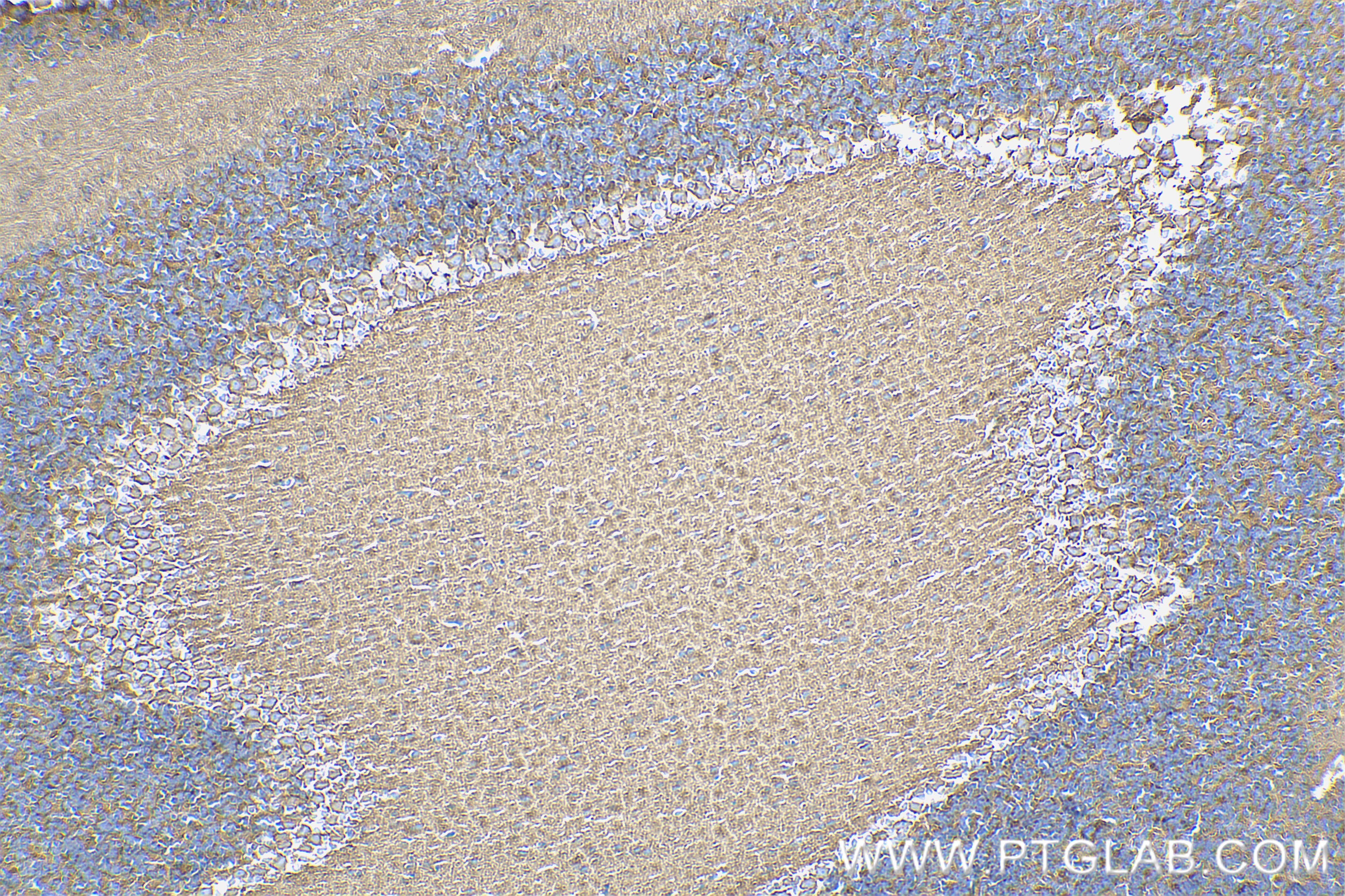 Immunohistochemistry (IHC) staining of mouse cerebellum tissue using NCAM1/CD56 Recombinant antibody (83883-5-RR)