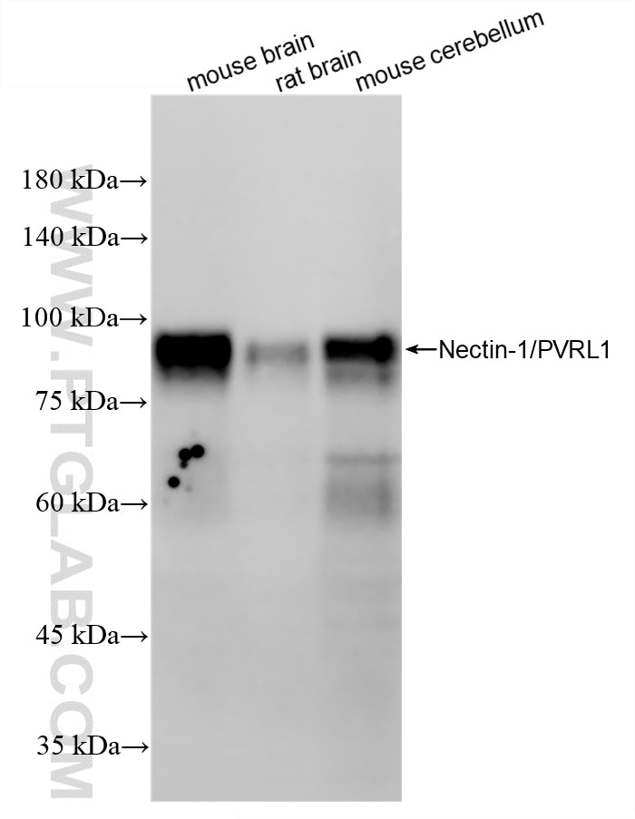 Western Blot (WB) analysis of various lysates using Nectin-1/PVRL1 Recombinant monoclonal antibody (87689-3-RR)