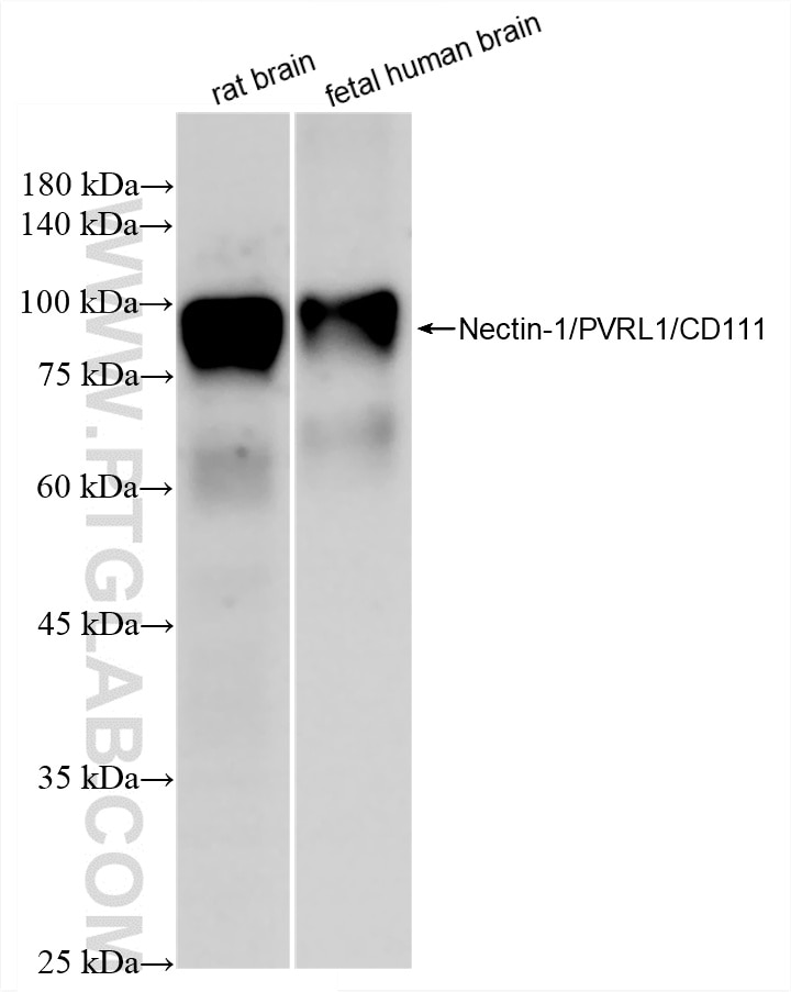 WB analysis using 88101-1-RR Western Blot (WB) analysis of various lysates using Nectin-1/PVRL1 Recombinant monoclonal antibody (88101-1-RR)