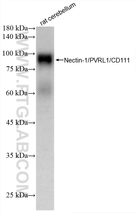 WB analysis of rat cerebellum using 88101-1-RR Western Blot (WB) analysis of rat cerebellum tissue using Nectin-1/PVRL1 Recombinant monoclonal antibody (88101-1-RR)