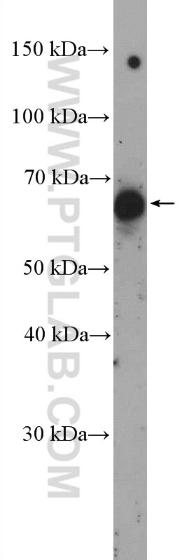 Western Blot (WB) analysis of RAW 264.7 cells using Nectin-2/PVRL2 Polyclonal antibody (27171-1-AP)