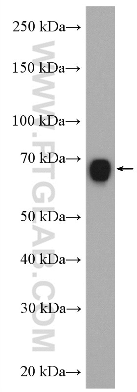 Western Blot (WB) analysis of mouse kidney tissue using Nectin-2/PVRL2 Polyclonal antibody (27171-1-AP)