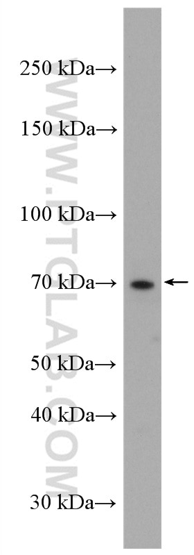 Western Blot (WB) analysis of Jurkat cells using Nectin-2/PVRL2 Polyclonal antibody (27171-1-AP)