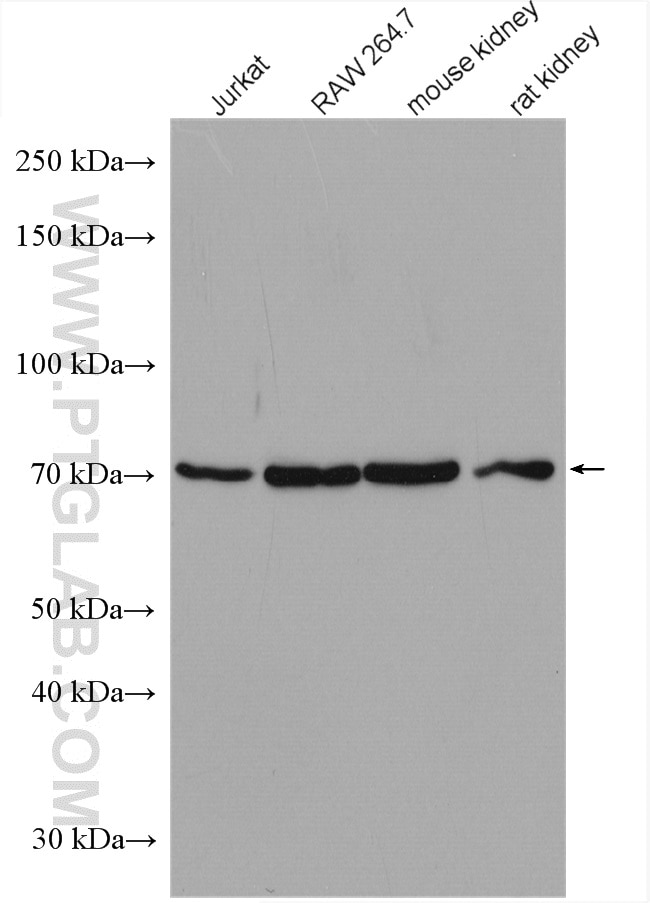 Western Blot (WB) analysis of various lysates using Nectin-2/PVRL2 Polyclonal antibody (27171-1-AP)