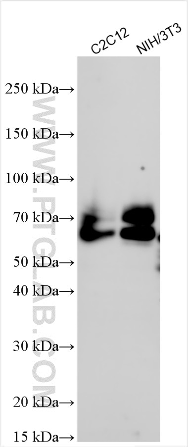 Western Blot (WB) analysis of various lysates using Nectin-2/CD112 Polyclonal antibody (32147-1-AP)