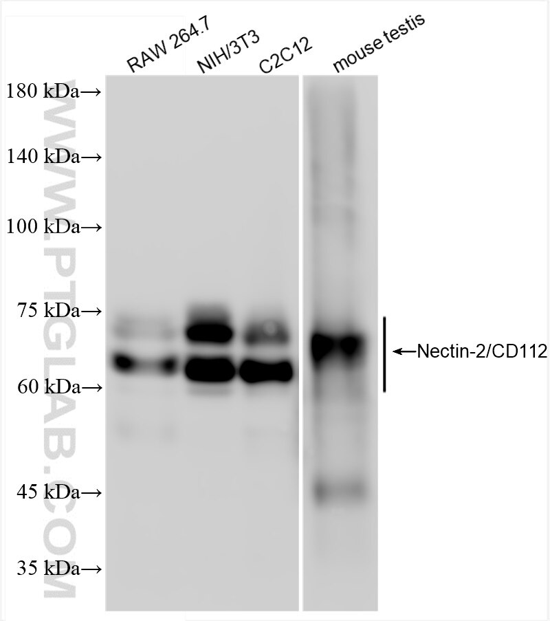 Western Blot (WB) analysis of various lysates using Nectin-2/CD112 Recombinant antibody (84439-6-RR)