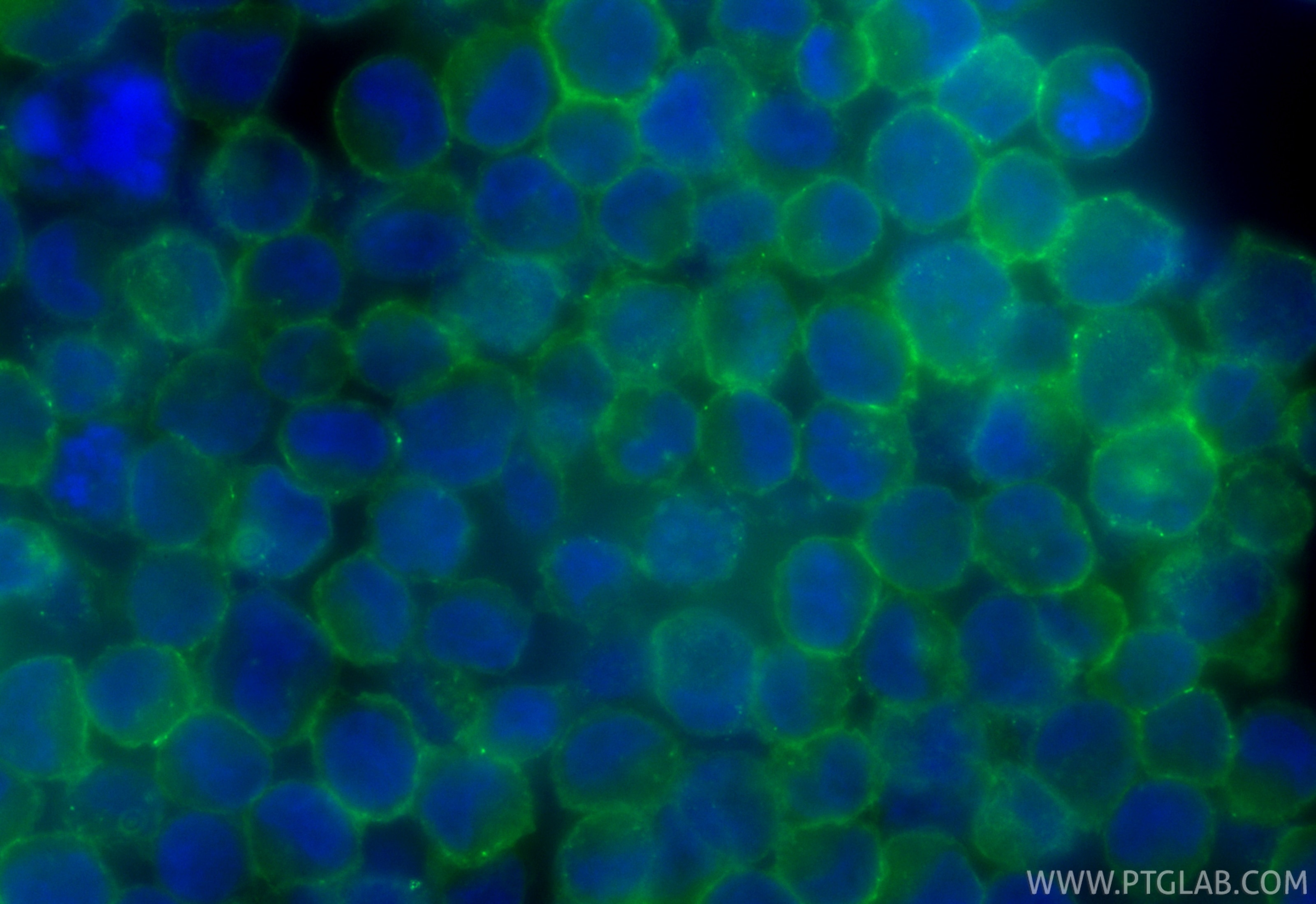 Immunofluorescence (IF) / fluorescent staining of K-562 cells using CoraLite® Plus 488-conjugated Nectin-2/CD112 Recom (CL488-84460-5)