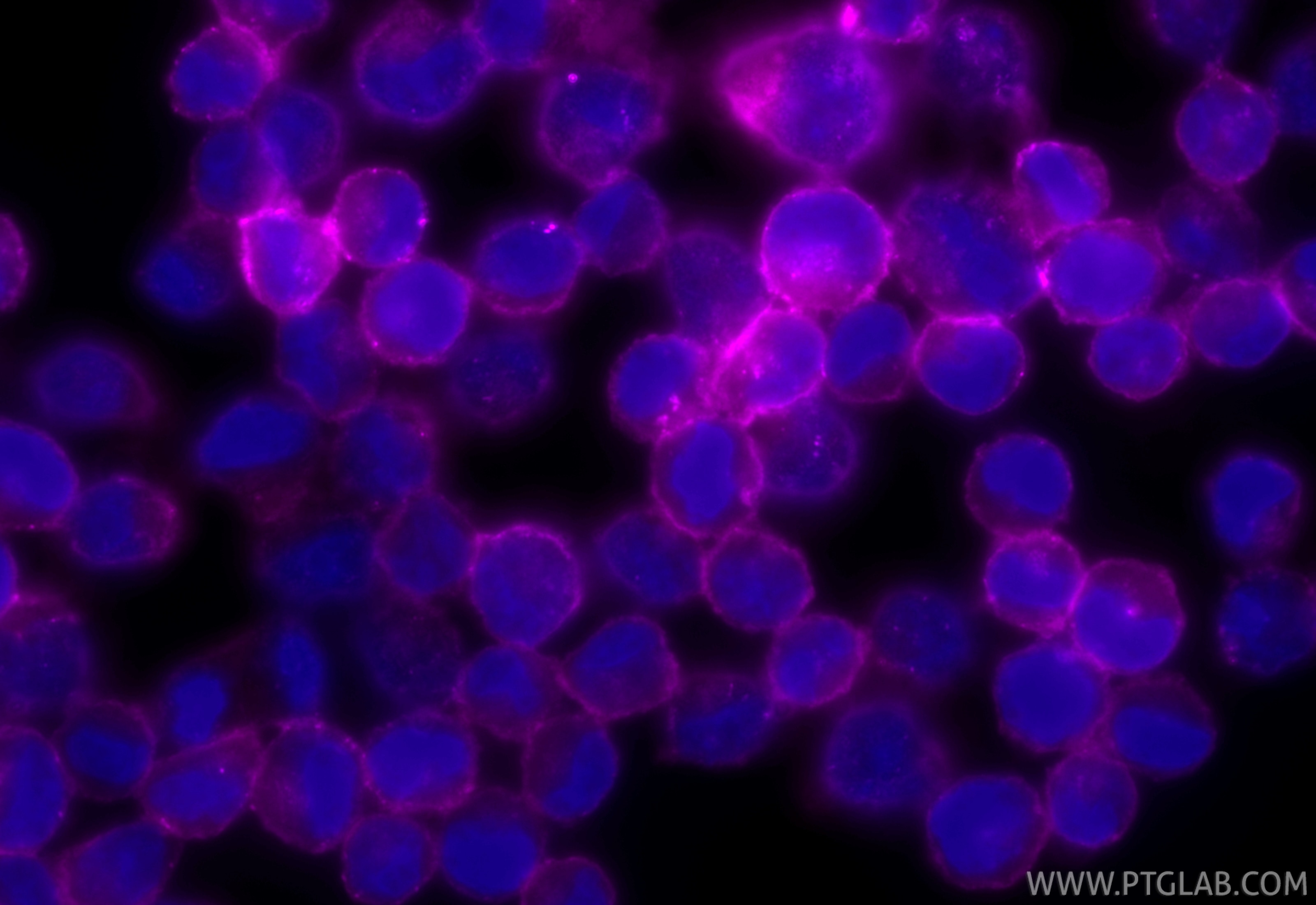 Immunofluorescence (IF) / fluorescent staining of K-562 cells using CoraLite® Plus 647-conjugated Nectin-2/CD112 Recom (CL647-84460-5)