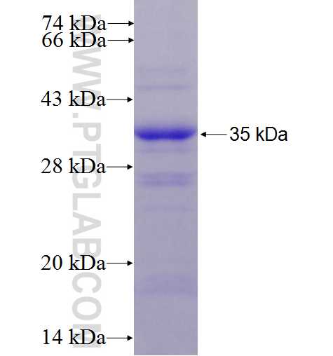 Nectin 2 fusion protein Ag23329 SDS-PAGE
