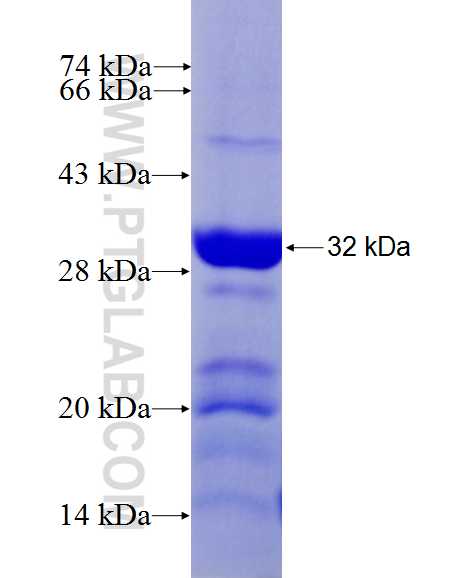Nectin 2 fusion protein Ag26047 SDS-PAGE