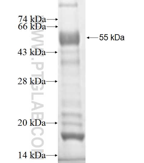 Nectin 2 fusion protein Ag0149 SDS-PAGE