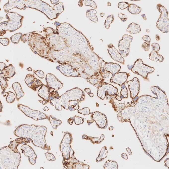 IHC staining of human placenta using 84181-1-RR Immunohistochemistry (IHC) staining of human placenta tissue using Neprilysin/CD10 Recombinant monoclonal antibody (84181-1-RR)