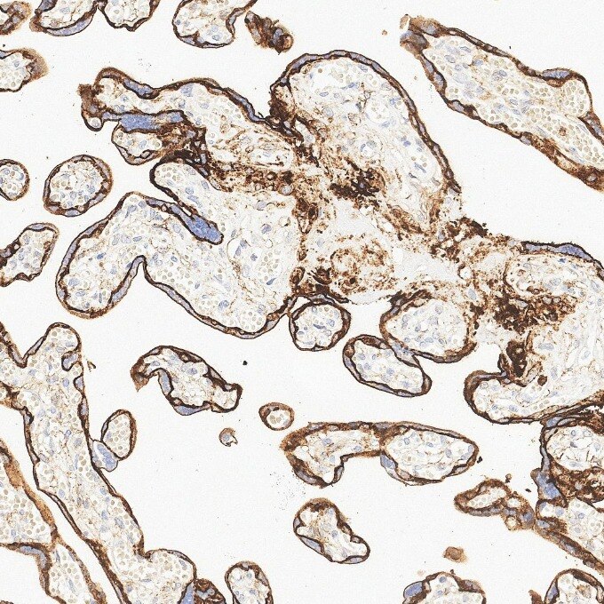 IHC staining of human placenta using 84181-1-RR Immunohistochemistry (IHC) staining of human placenta tissue using Neprilysin/CD10 Recombinant monoclonal antibody (84181-1-RR)