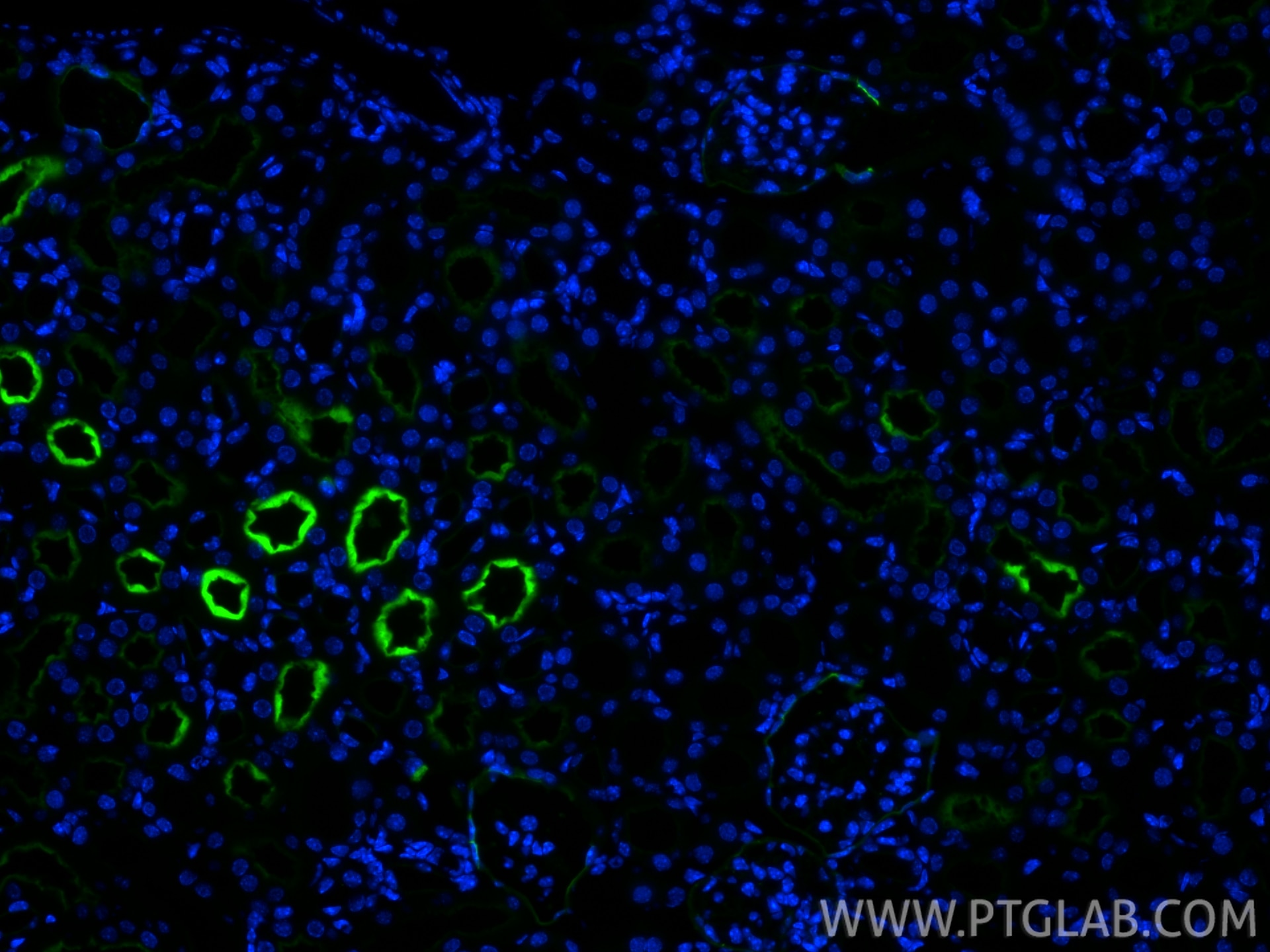 Immunofluorescence (IF) / fluorescent staining of mouse kidney tissue using CoraLite® Plus 488-conjugated Neprilysin/CD10 Reco (CL488-84181)