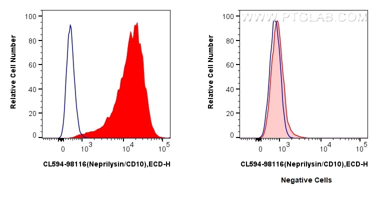 FC experiment of Reh using CL594-98116 Flow cytometry (FC) experiment of Reh cells using CoraLite®594 Anti-Human Neprilysin/CD10 Rabbit Rec (CL594-98116)