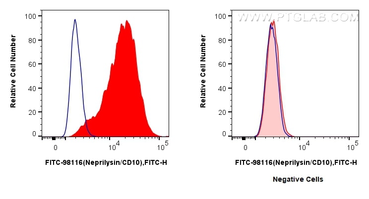 FC experiment of Reh using FITC-98116 Flow cytometry (FC) experiment of Reh cells using FITC Plus Anti-Human Neprilysin/CD10 Rabbit Recomb (FITC-98116)