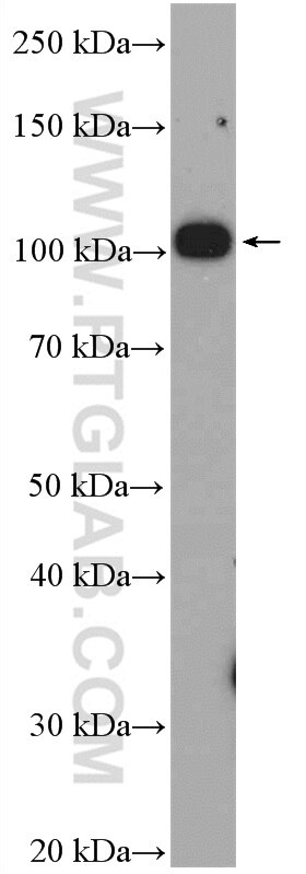 Western Blot (WB) analysis of C2C12 cells using Nesprin 3 Polyclonal antibody (27132-1-AP)