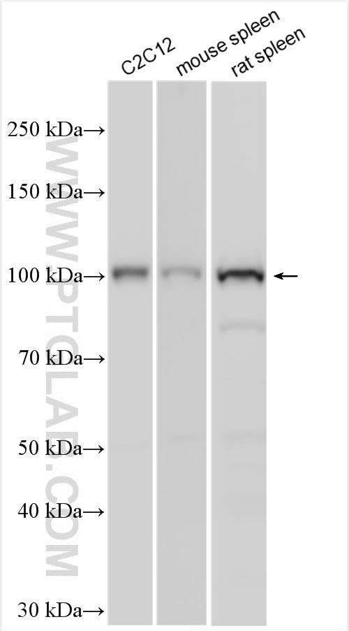 Western Blot (WB) analysis of various lysates using Nesprin 3 Polyclonal antibody (27132-1-AP)